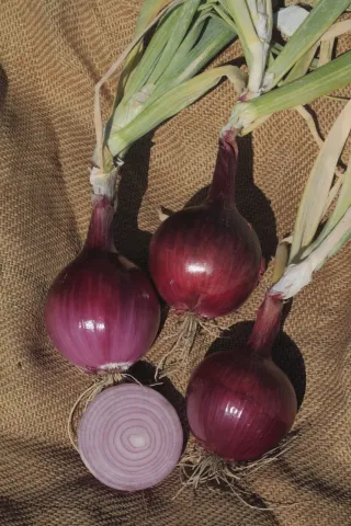 Red onion of Tioga F1 variety on burlap