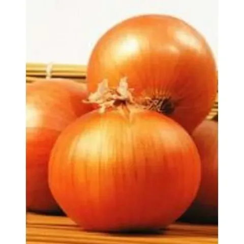 Ripe Valenciana onion bulbs