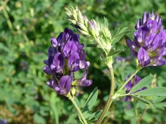 Флора