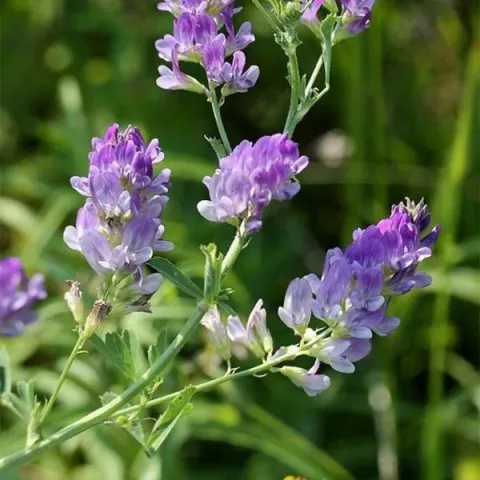 Blooming alfalfa of the Lira variety in a field