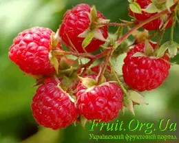 Клубника Fruatfri на ветке - Фруатфри