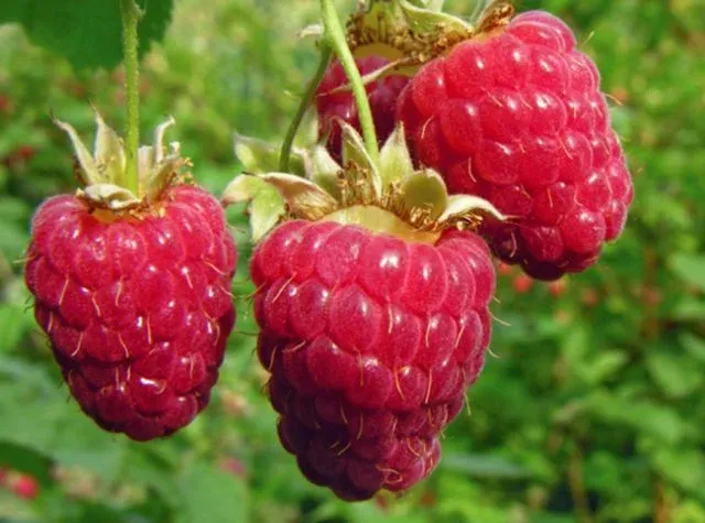 Close-up of fresh raspberry berries against a background of green leaves - Sanya