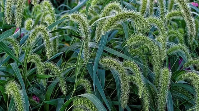 Stepnyak 1 — millet heads of the plant on a green background