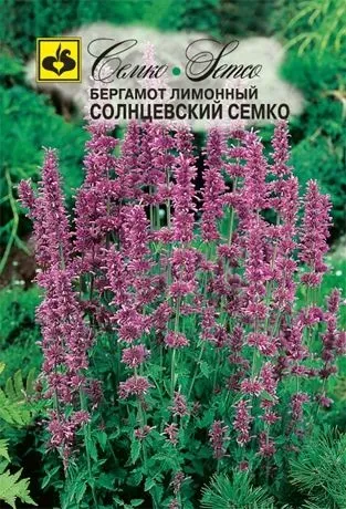Семена монарды сорта Солнцевский Семко на упаковке