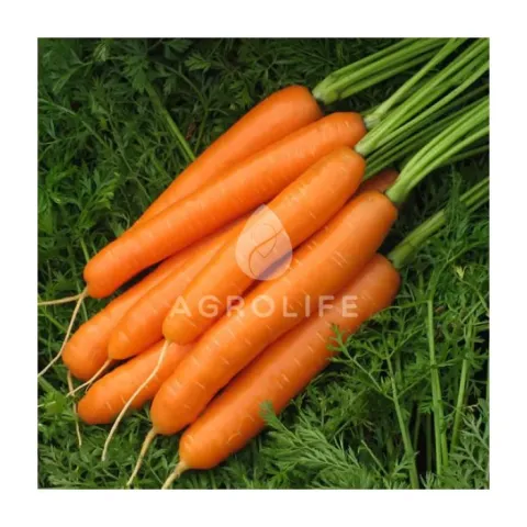 Свежие морковь на зеленом фоне с логотипом AGROLIFE - Карведжо