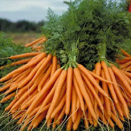 Fresh carrots in field - Evora