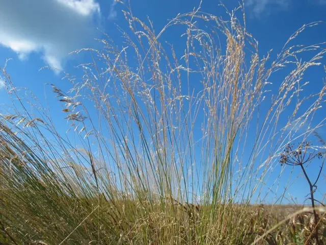 Tall meadow grass against a blue sky - Victory
