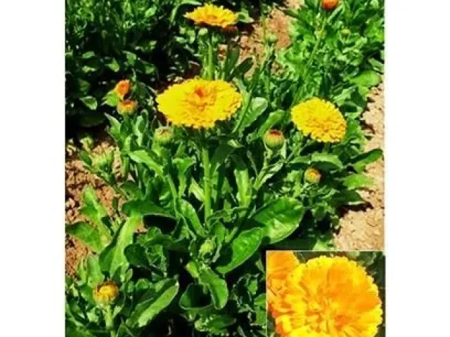 PARADISE GARDEN