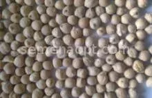 Chickpeas on background - Memory