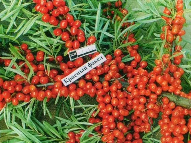 Red Torch