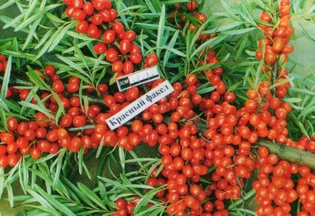 Sea buckthorn seeds variety Red Torch on background of berries and leaves