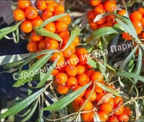 Sea buckthorn bush with berries - MOSCOW TRANSPARENCY