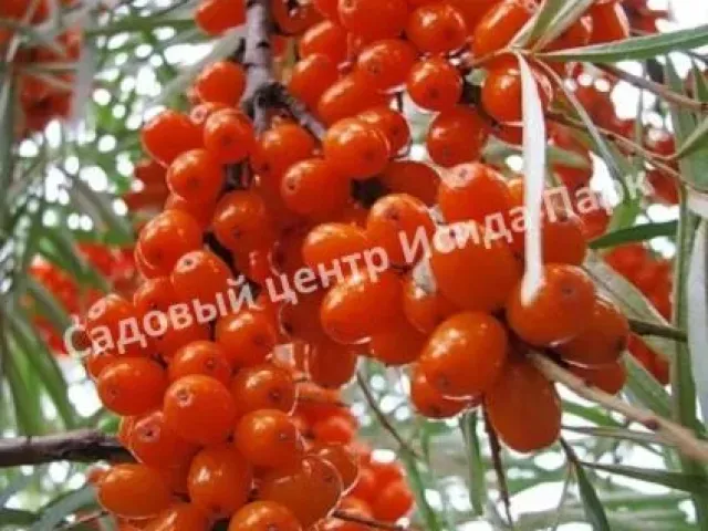 TURANSKAYA
