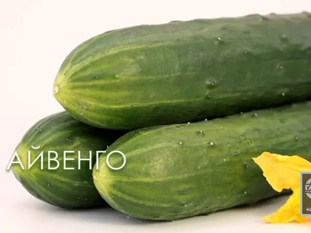 Айвенго