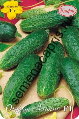 Seed packet of cucumber Alliance F1 - CUCUMBER ALLIANCE BEJO 2640