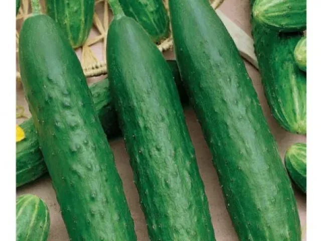 ALLOKATOR