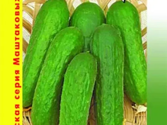 Блик