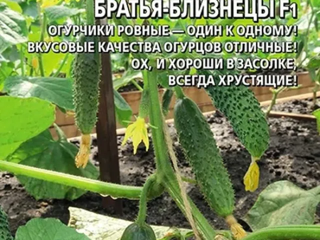 Близнецы