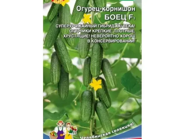 Боротець