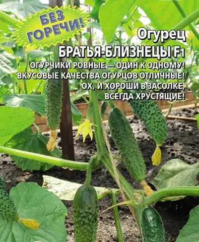 Cucumber seeds Brothers-Twins on a garden bed background
