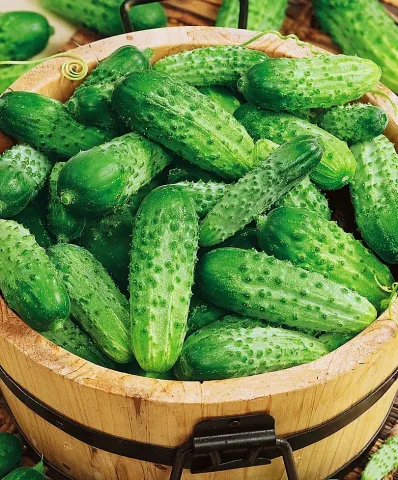 Корзина с огурцами сорта БРАТИШКА