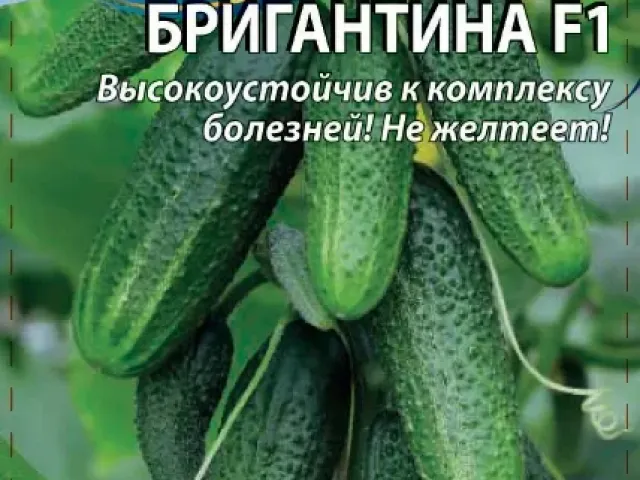 Бригантина
