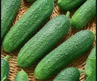 Fresh cucumbers on a woven stand - Director