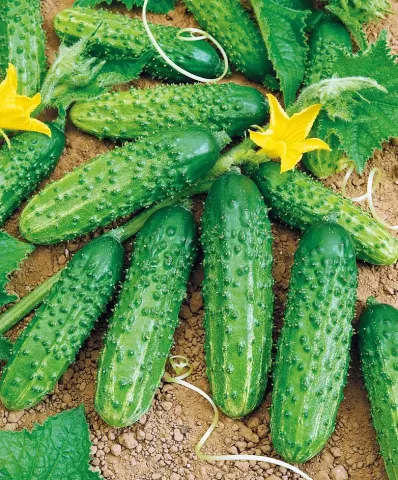Fresh cucumbers on a garden bed with yellow flowers - Dubler