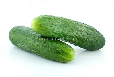 Two cucumbers on a white background - EVGENIYA