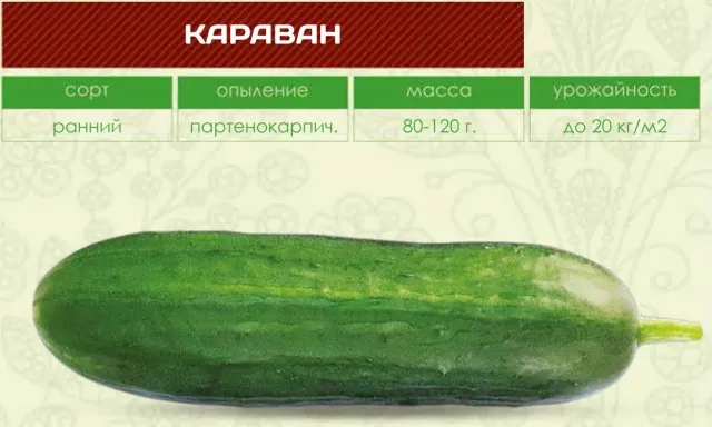 Огірок сорту Караван на зеленому фоні