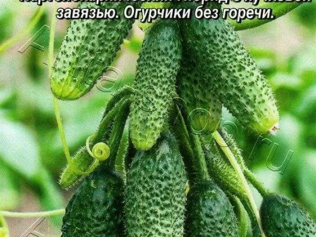 KROSHKA ENOT