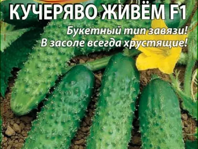 KUCHERIAVO ZHIVEM