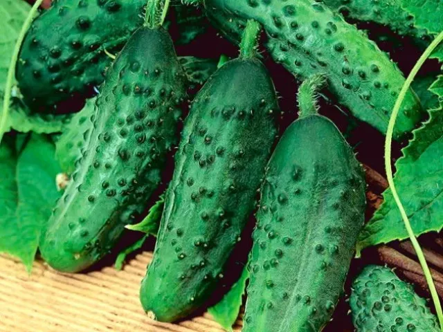 Лужок