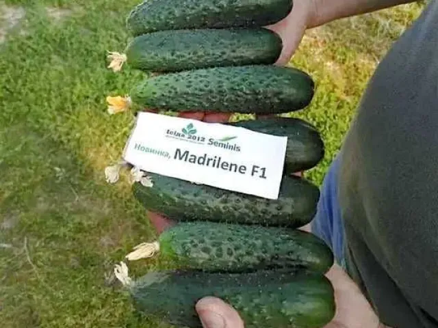 Мадрилен
