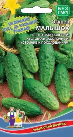 Seed packet of cucumber MALYSHOK with image of green cucumbers