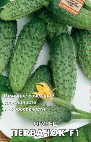 Cucumber Firstchok F1 on a background of cucumbers