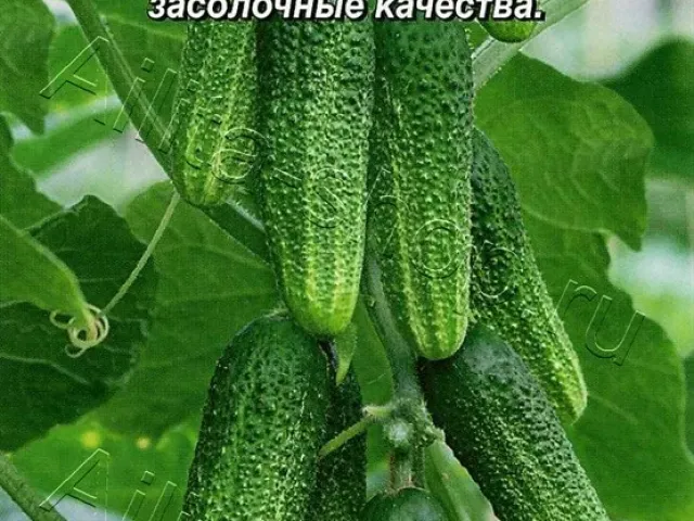 RUSSIAN SNACK