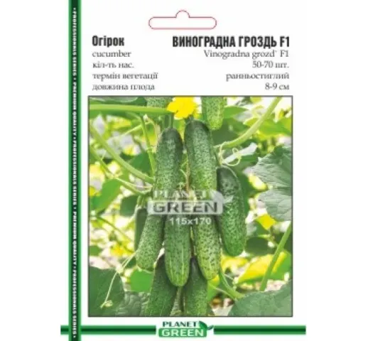 Seed packet of cucumber variety VINOGRADNAYA GROZD' F1 with image of fruits on a bed - SAMER