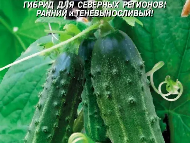 Снігова Фантазія