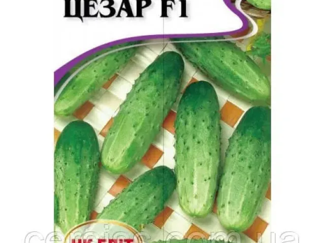Свитозар F1
