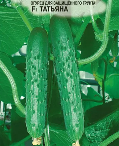 Cucumber seeds variety Tatyana on leaf background
