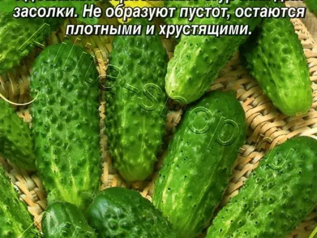 Засолочный