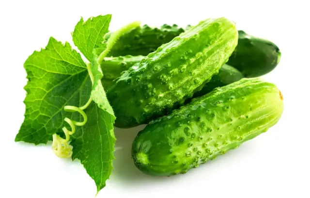 Fresh cucumbers of the Javel F1 variety with green leaves on a white background