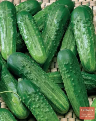 Fresh cucumbers on woven mat - ZODIAC 499
