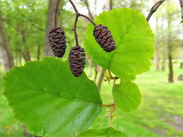 Воронізька