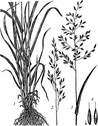 Illustration of oatgrass with root system and spikelet - BARCEZAR