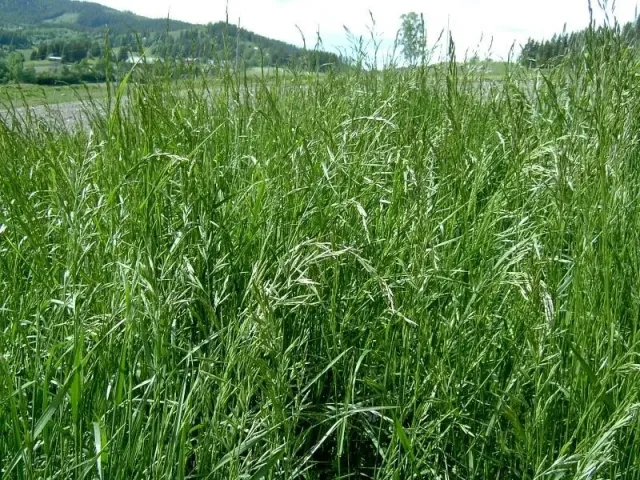 Field of oatgrass against hills - DEDINOVSKAYA 8