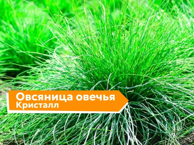 Овсяница овечья Кристалл на зеленом поле