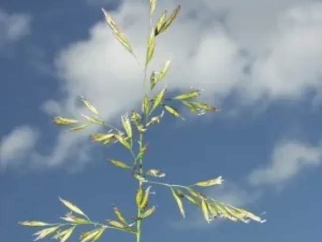 Ліра