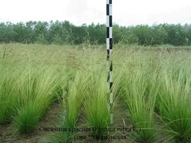 Field of Oatgrass Myuryunska against forest background - MYURYUNSKAYA